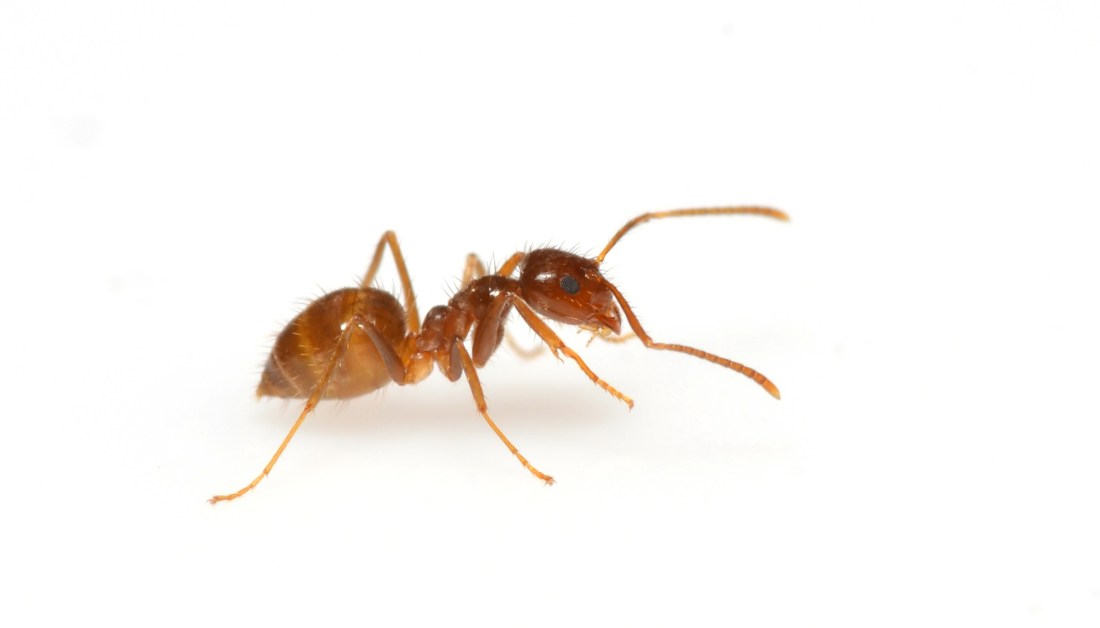 Tawny_crazy_ant_Nylanderia_fulva_female_worker