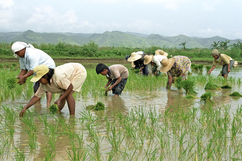 young-old-filipinos-working-rice-field-philippines-island-luzon-kalinga-province-countryside-outside-tabuk-city-men-53094398